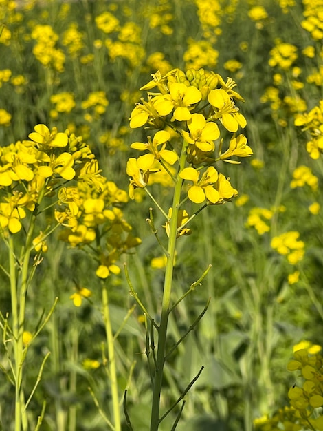 Ein Feld gelber Blumen mit dem Wort