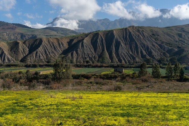 Ein Feld gelber Blumen mit einem Berg im Hintergrund