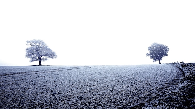 Ein Feld im Winter Foto