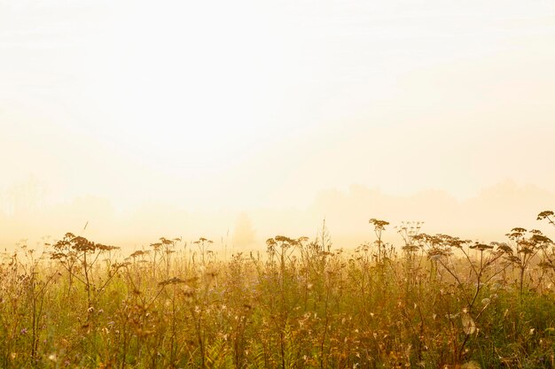 Ein Feld in einem Dorf in der hellen goldenen Morgensonne, herrliche Natur.