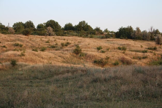 Ein Feld mit Bäumen im Hintergrund