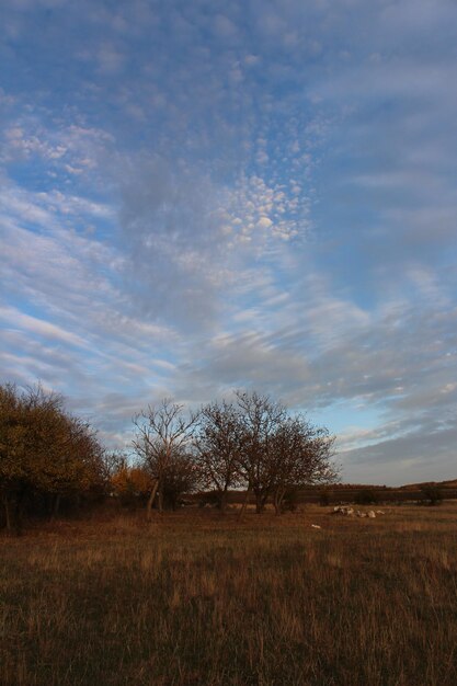 Ein Feld mit Bäumen und blauem Himmel