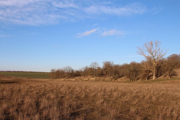 Ein Feld mit Bäumen und blauem Himmel