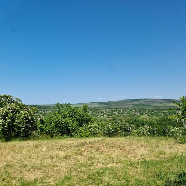 Ein Feld mit Bäumen und Büschen und einem Hügel im Hintergrund