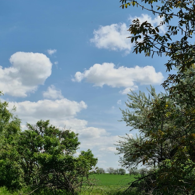 Ein Feld mit Bäumen und ein blauer Himmel mit Wolken