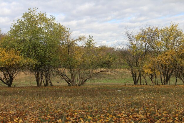 Ein Feld mit Bäumen und Gras