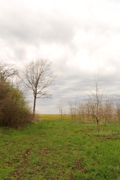 Foto ein feld mit bäumen und gras