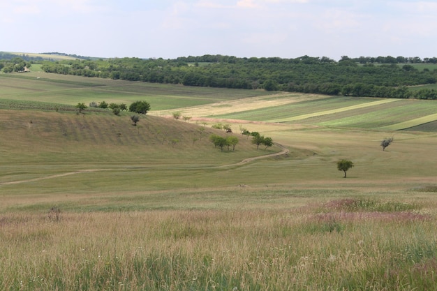 Ein Feld mit Bäumen und Gras