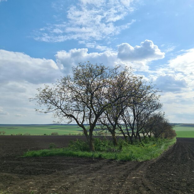 Ein Feld mit blauem Himmel und einer Baumreihe