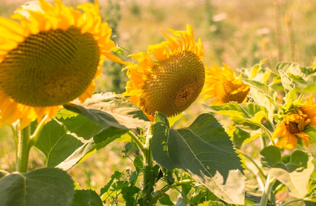 Ein Feld mit blühenden Sonnenblumen. Anbau von Pflanzen zur Herstellung von Pflanzenöl.