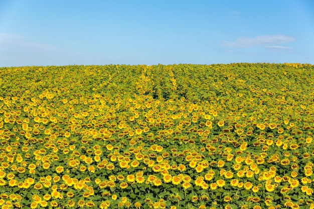 Ein Feld mit blühenden Sonnenblumen vor einem blauen Himmel