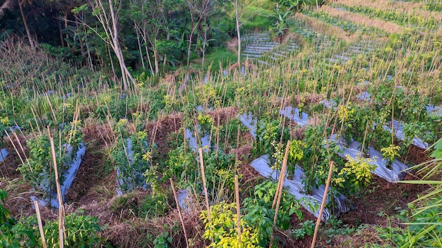 Ein Feld mit Chilipflanzen mit einer Gartenbauanlage am Hang