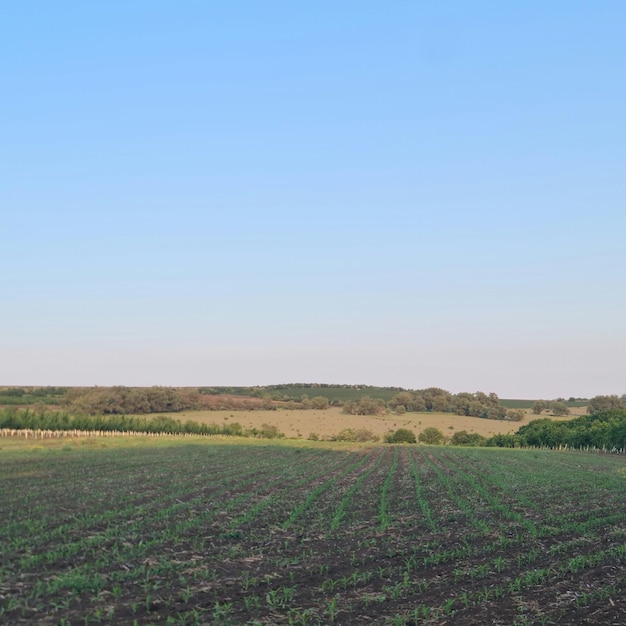 Ein Feld mit einem Feld voller grüner Pflanzen und einem blauen Himmel