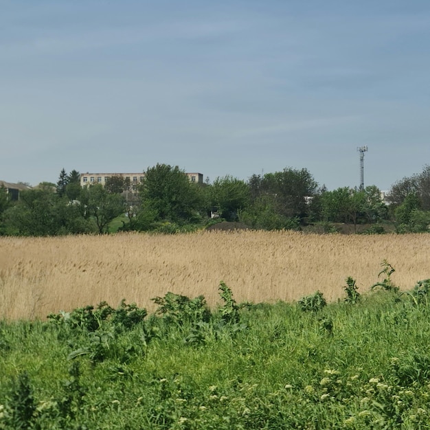 Ein Feld mit einem Gebäude im Hintergrund und einem Gebäude im Hintergrund.