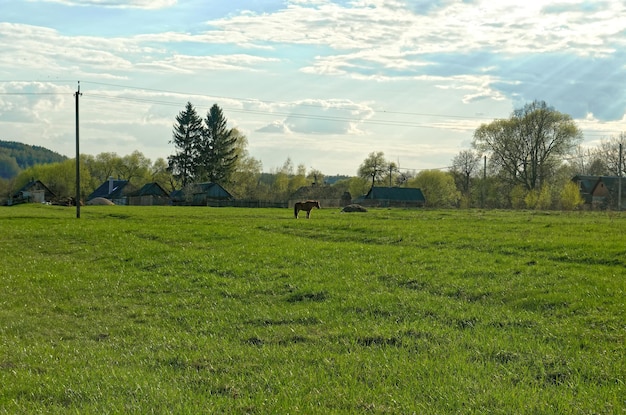 Foto ein feld mit einem pferd im vordergrund und einem haus im hintergrund.