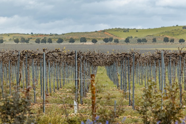 ein Feld mit einem Weinbergsfeld, durch das eine Straße verläuft