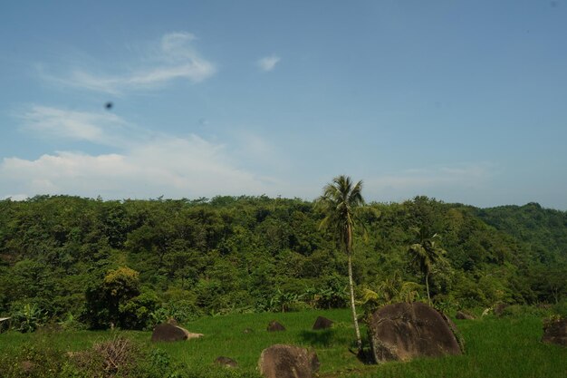 Foto ein feld mit einer palme im vordergrund und ein grünes feld mit ein paar palmen im hintergrund.