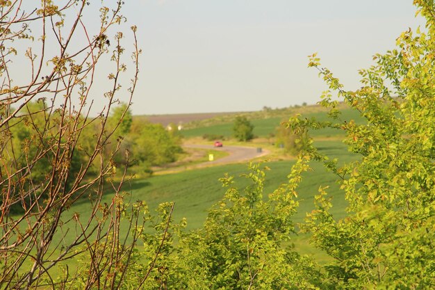 Foto ein feld mit einer straße, auf der ein feld mit einem pferd steht