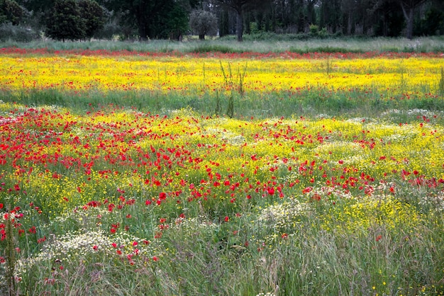 Ein Feld mit Frühlingsblumen in Castiglione del Lago