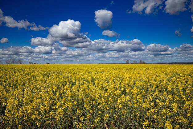 Ein Feld mit gelbem Raps unter blauem Himmel