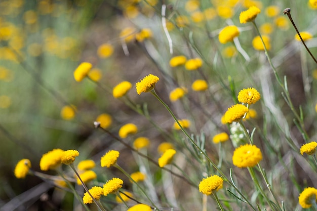 Ein Feld mit gelben Blumen im Frühling