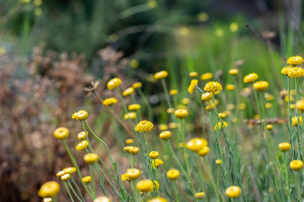 Ein Feld mit gelben Blumen im Garten