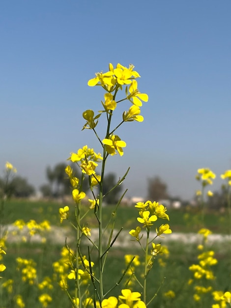 Ein Feld mit gelben Blumen im Land Pakistan.