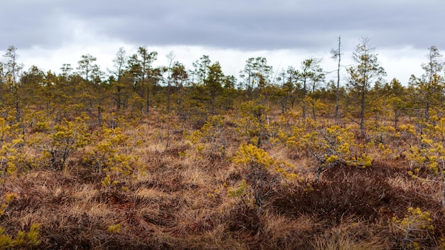 Ein Feld mit gelben Blumen im Wald