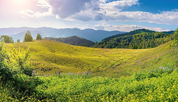 Ein Feld mit gelben Blumen in den Bergen