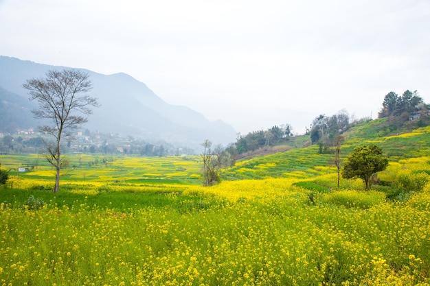 Ein Feld mit gelben Blumen in den Bergen