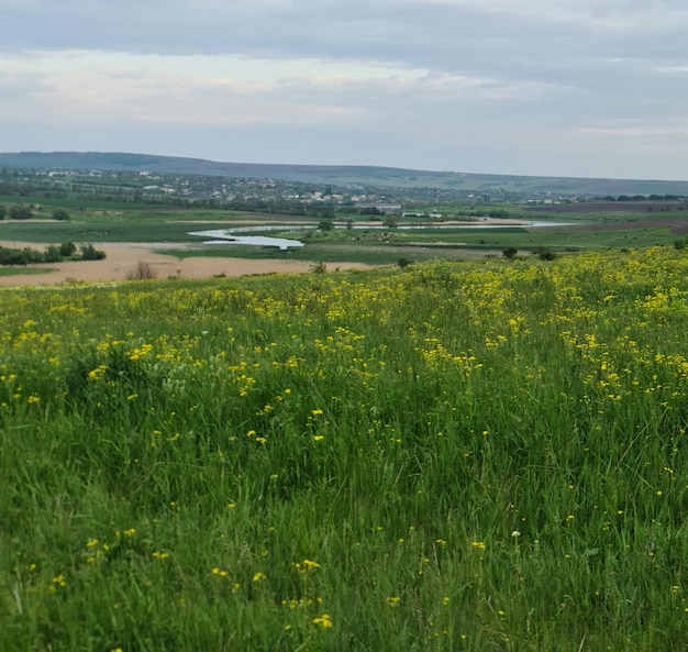 Ein Feld mit gelben Blumen in der Mitte eines Feldes mit einem Dorf im Hintergrund.