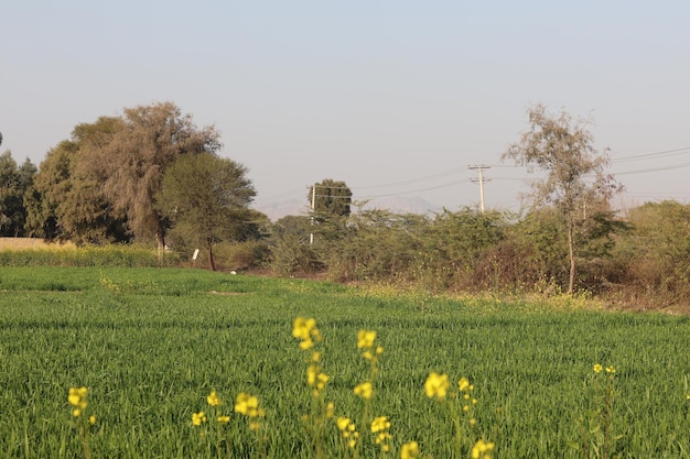 Ein Feld mit gelben Blumen in der Mitte eines Feldes