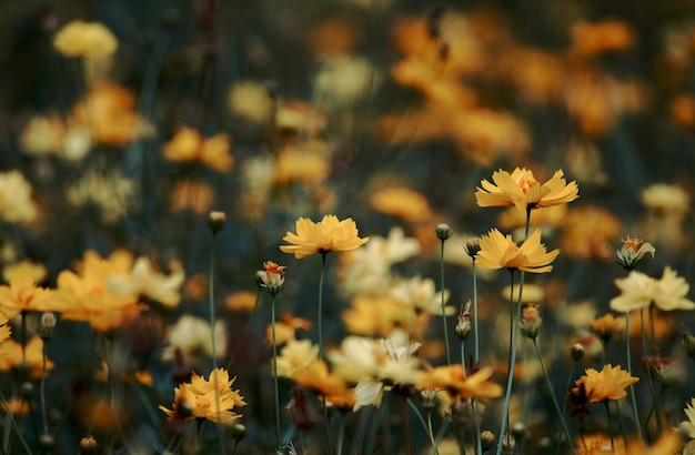 Ein Feld mit gelben Blumen mit dem Wort Liebe darauf