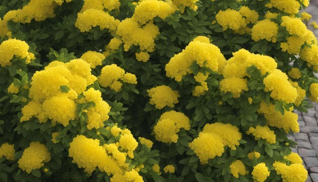 ein Feld mit gelben Blumen mit den Worten Dandelion auf der Unterseite