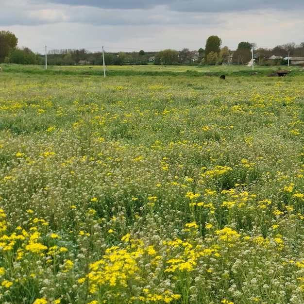 Ein Feld mit gelben Blumen mit einem Gebäude im Hintergrund.