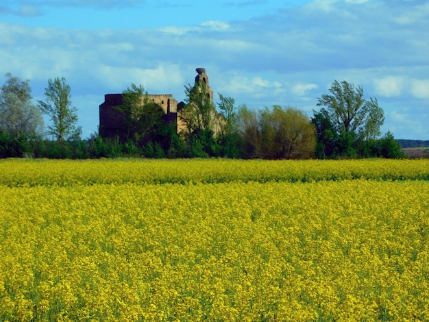 Ein Feld mit gelben Blumen mit einem Gebäude im Hintergrund