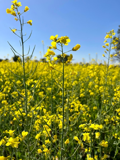 Ein Feld mit gelben Blumen mit einem grünen Stiel und Blättern, auf denen „Raps“ steht.