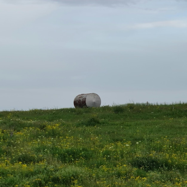 Ein Feld mit gelben Blumen mit einem runden Gegenstand in der Mitte.