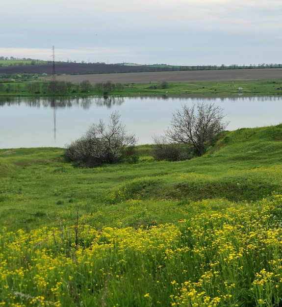 Ein Feld mit gelben Blumen mit einem See im Hintergrund.