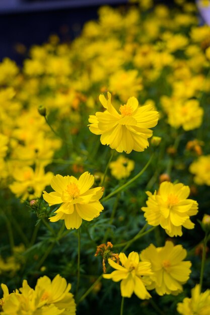 Ein Feld mit gelben Schwefelkosmosblumen