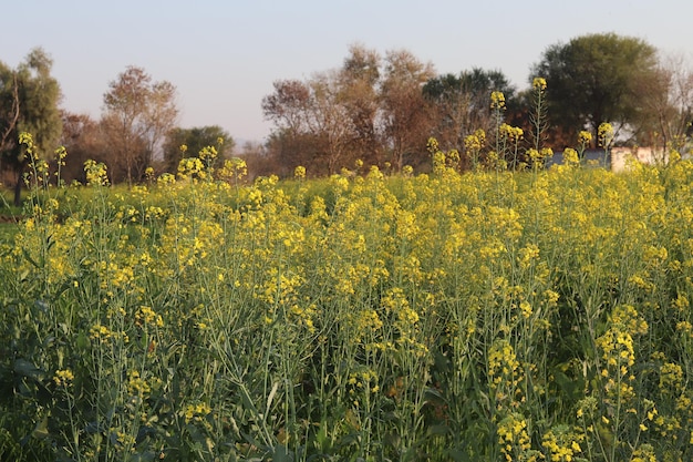 Ein Feld mit gelben Senfblumen auf dem Land