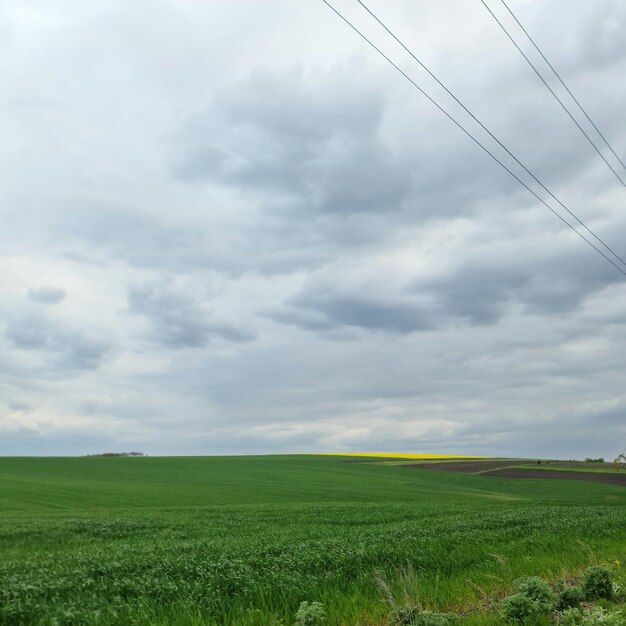 Ein Feld mit grünem Gras und eine Stromleitung in der Ferne