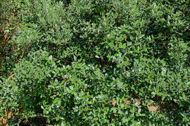Ein Feld mit grünen Pflanzen mit einem weißen Schild mit der Aufschrift „Blaubeere“
