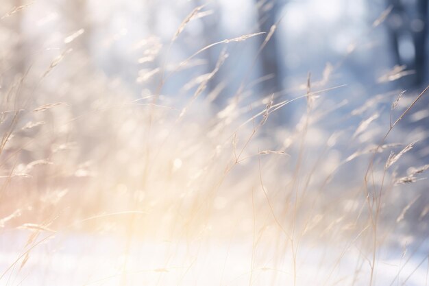 Ein Feld mit hohem Gras im Schnee