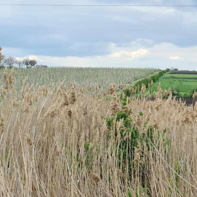 Ein Feld mit hohem Gras und einem blauen Himmel im Hintergrund