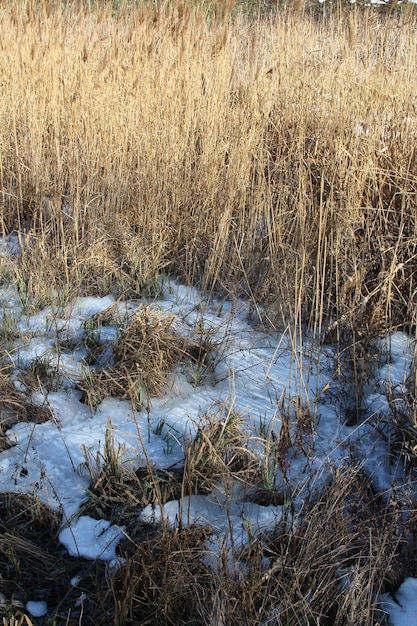 Ein Feld mit hohem Gras