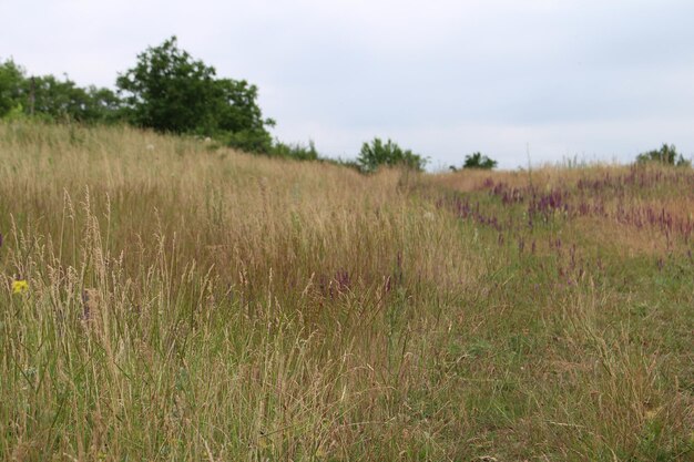 Foto ein feld mit hohem gras