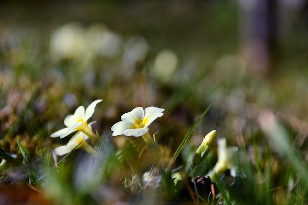 Ein Feld mit kleinen weißen Blumen mit dem Wort Frühling auf der Unterseite