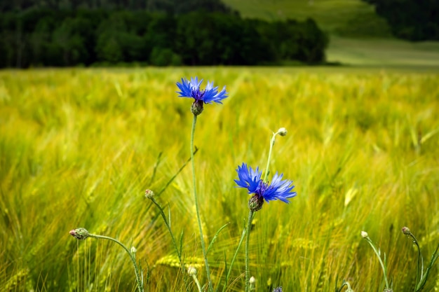 Ein Feld mit Kornblumen und anderen Wildblumen.