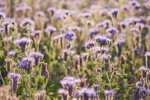 Ein Feld mit lila Blumen als natürlicher Hintergrund